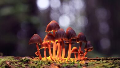 10 Unexpected Uses for Shrooms Vs Acid
