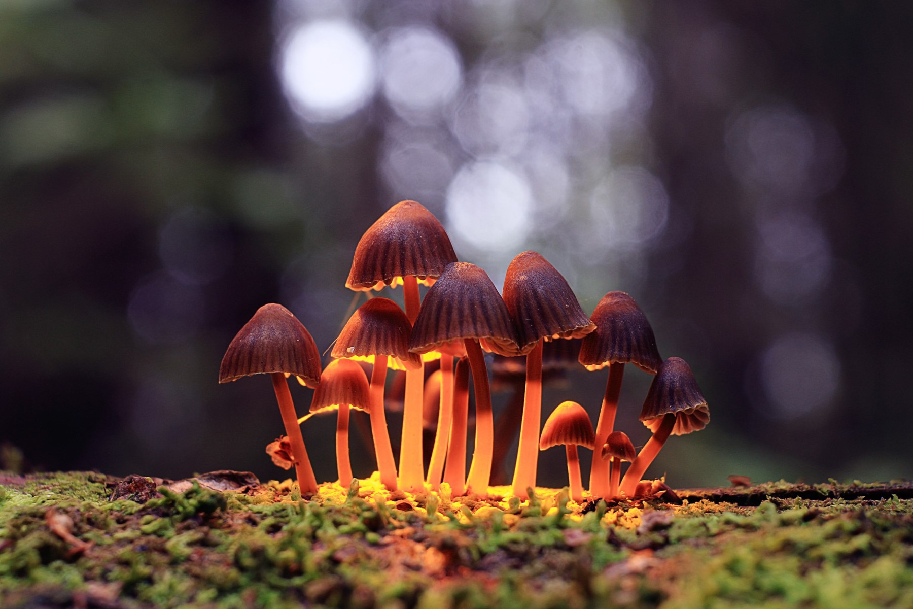 10 Unexpected Uses for Shrooms Vs Acid